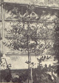 Virgulto nel cortile antistante alla Chiesa di San Giovanni di Malta accanto alla Villa Mazzini
